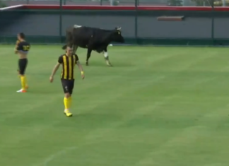 СМЯХ! Говедо нахлу и прекъсна контролата на Ботев! СНИМКИ и ВИДЕО