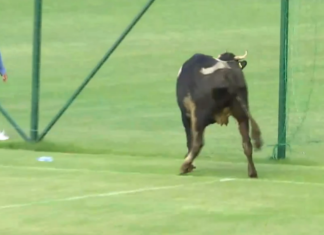 Далеч от нахлуващите говеда! Локомотив и АЕЛ ще играят на стадион Славия